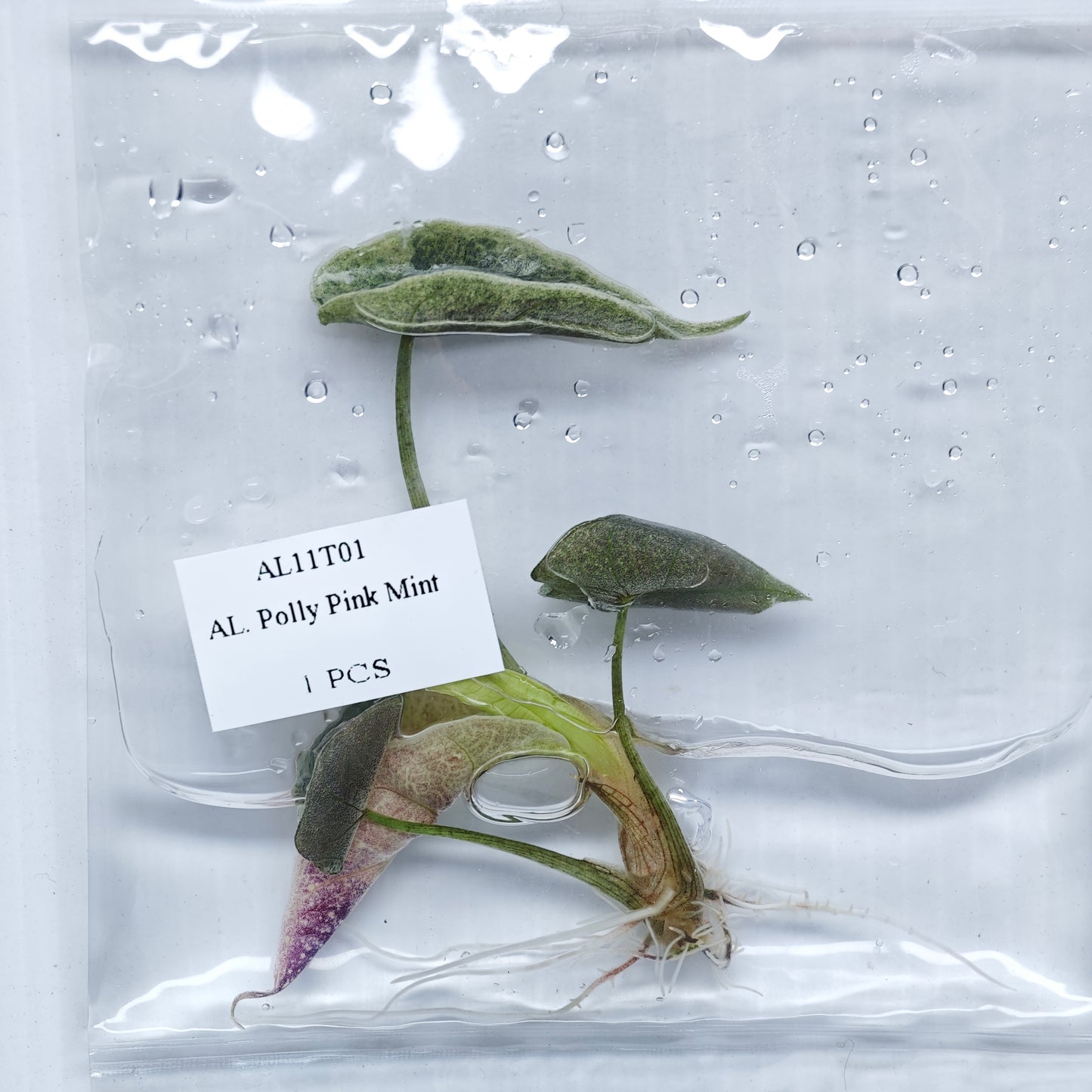 Alocasia Polly Pink Mint (1plant/bag) - Tissue culture