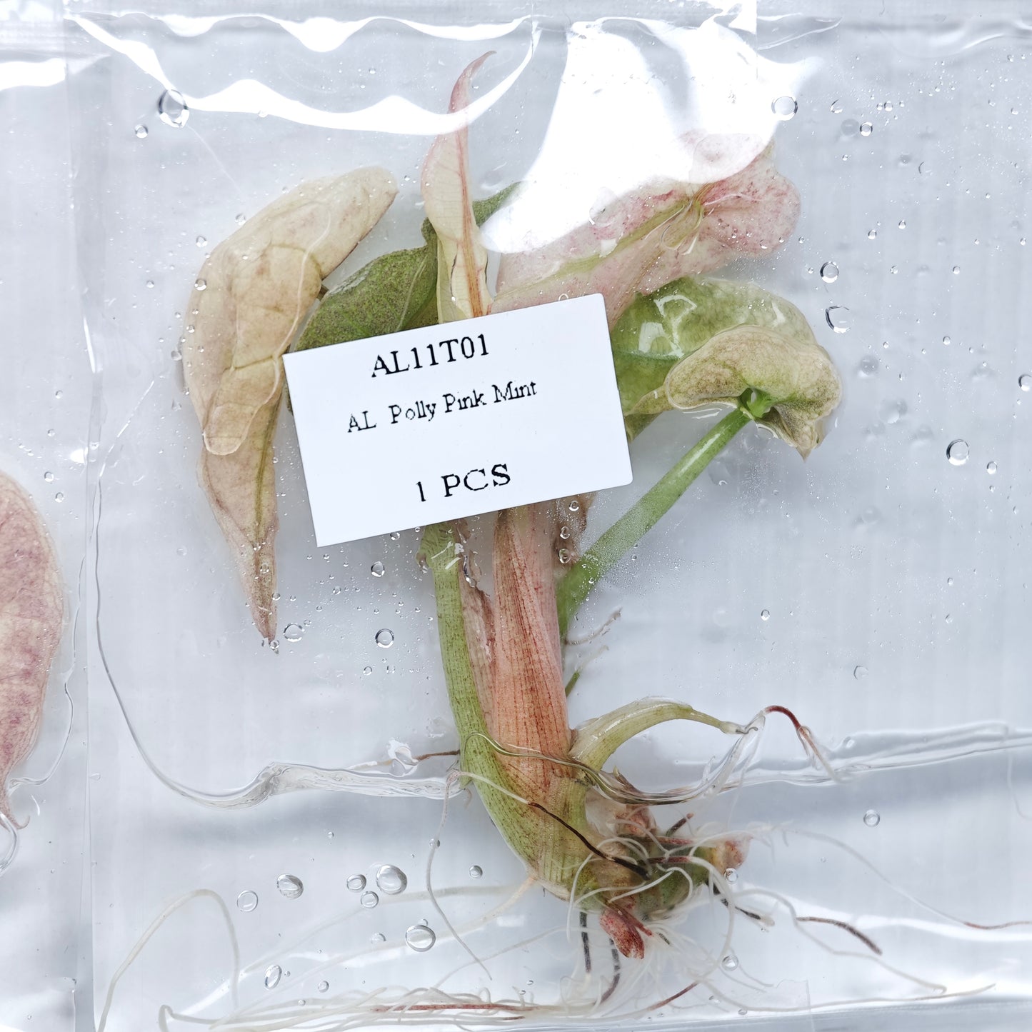 Alocasia Polly Pink Mint (1plant/bag) - Tissue culture