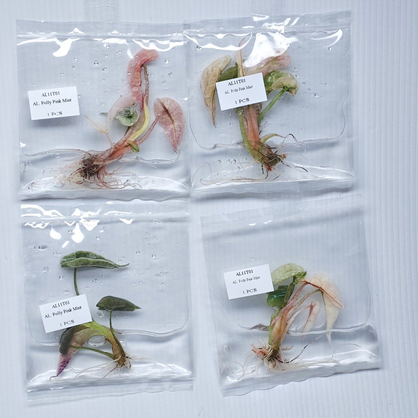 Alocasia Polly Pink Mint (1plant/bag) - Tissue culture