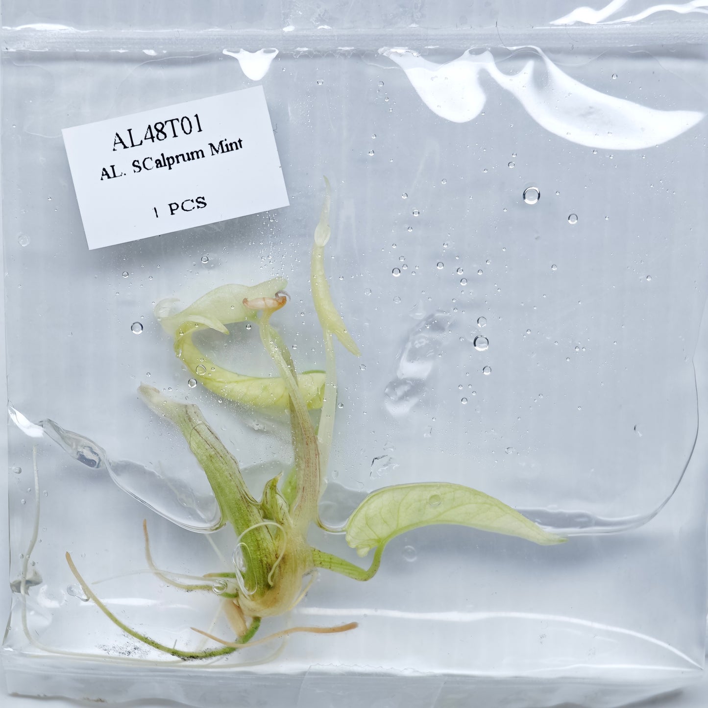 Alocasia scalprum mint (1plant/bag) - Tissue culture
