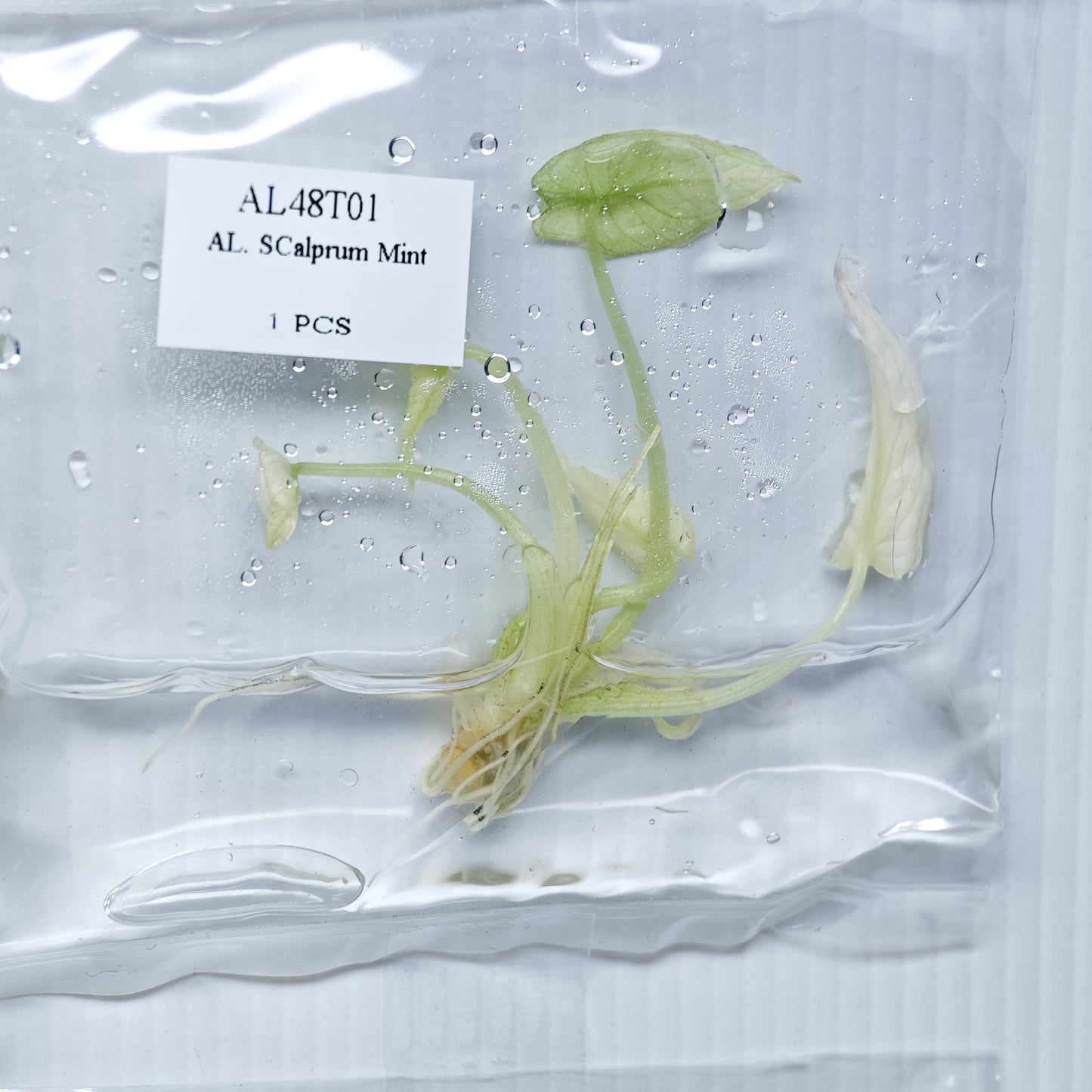 Alocasia scalprum mint (1plant/bag) - Tissue culture