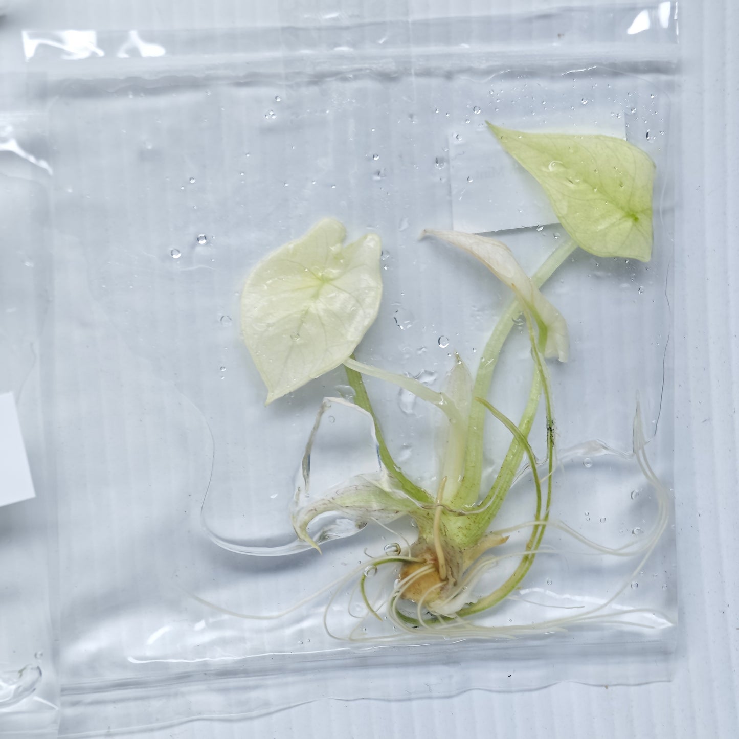 Alocasia scalprum mint (1plant/bag) - Tissue culture