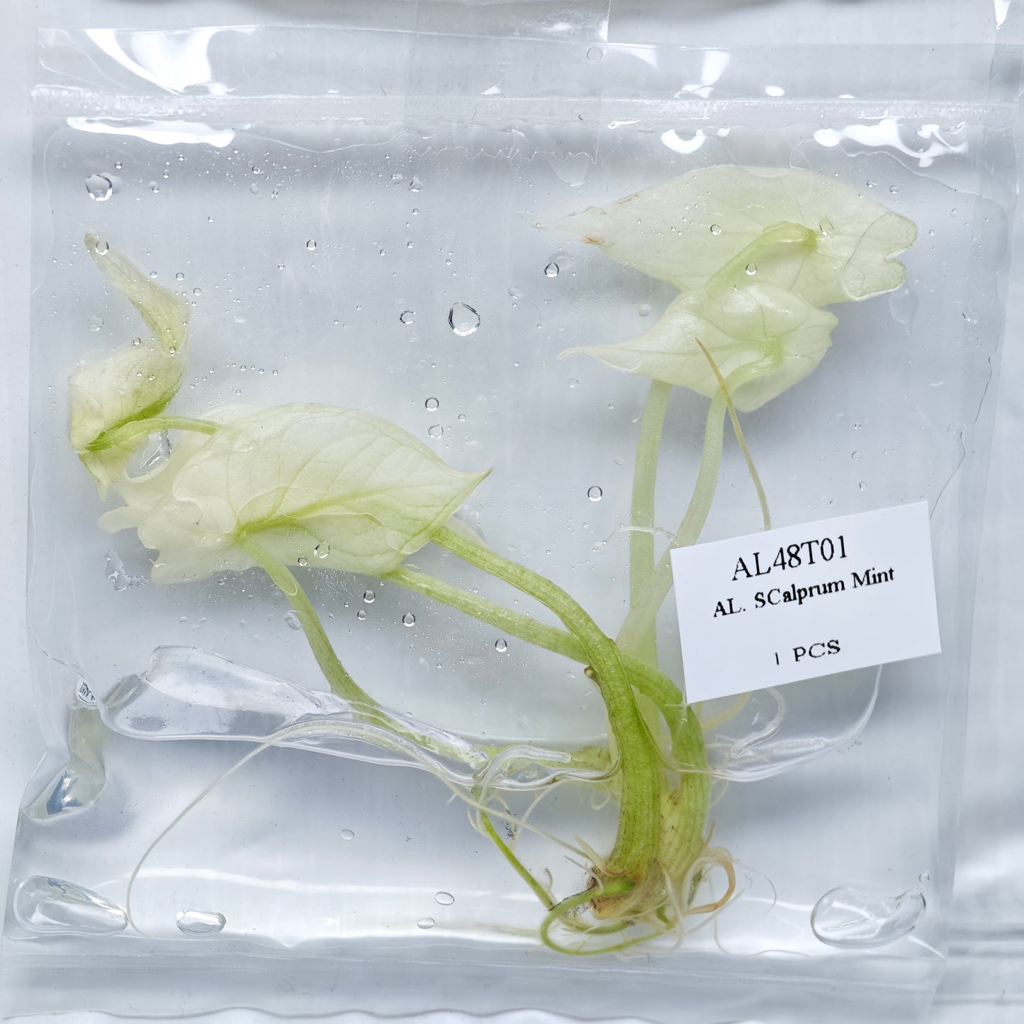 Alocasia scalprum mint (1plant/bag) - Tissue culture