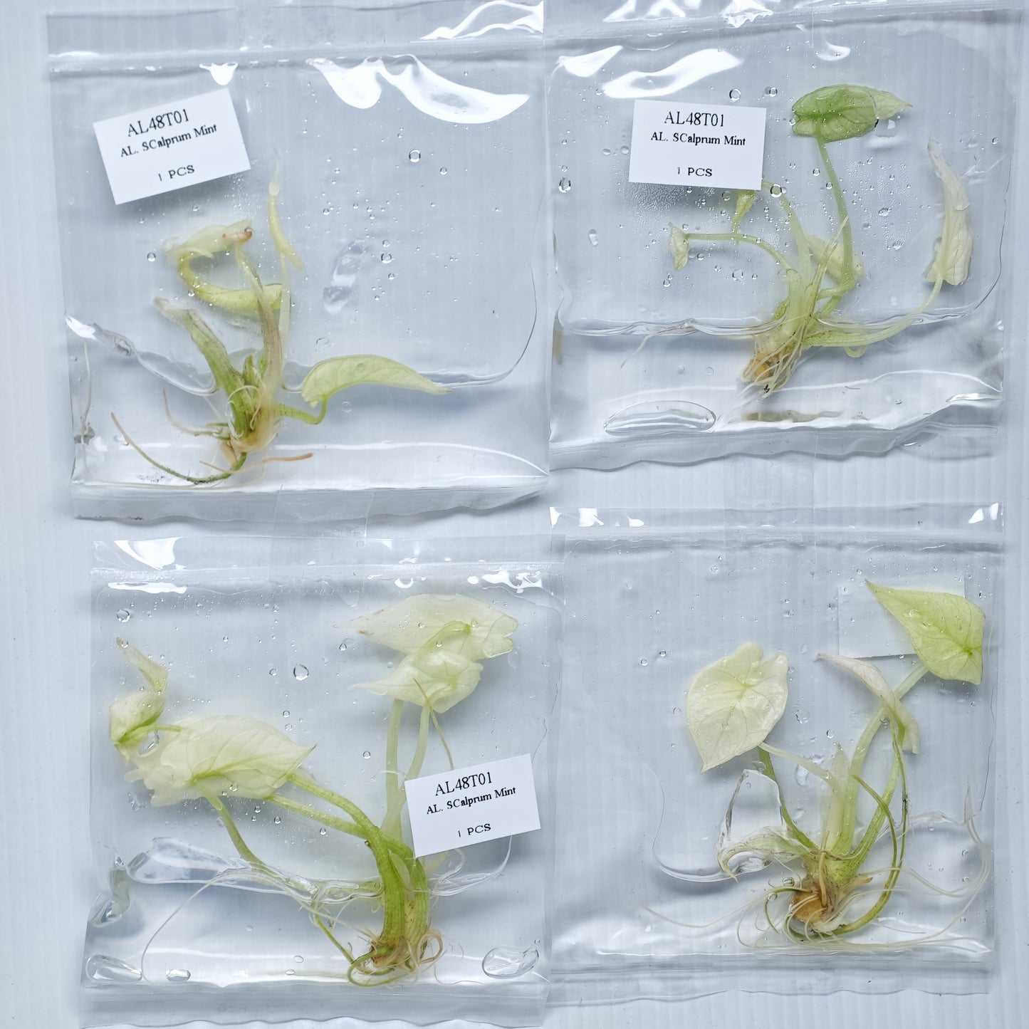 Alocasia scalprum mint (1plant/bag) - Tissue culture