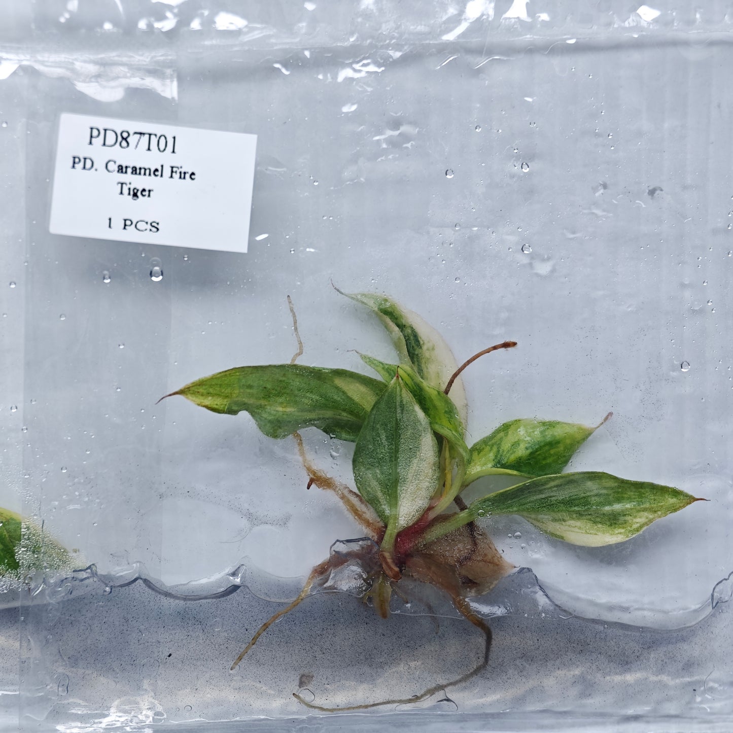 Philodendron Fire Tiger (1plant/bag) - Tissue culture