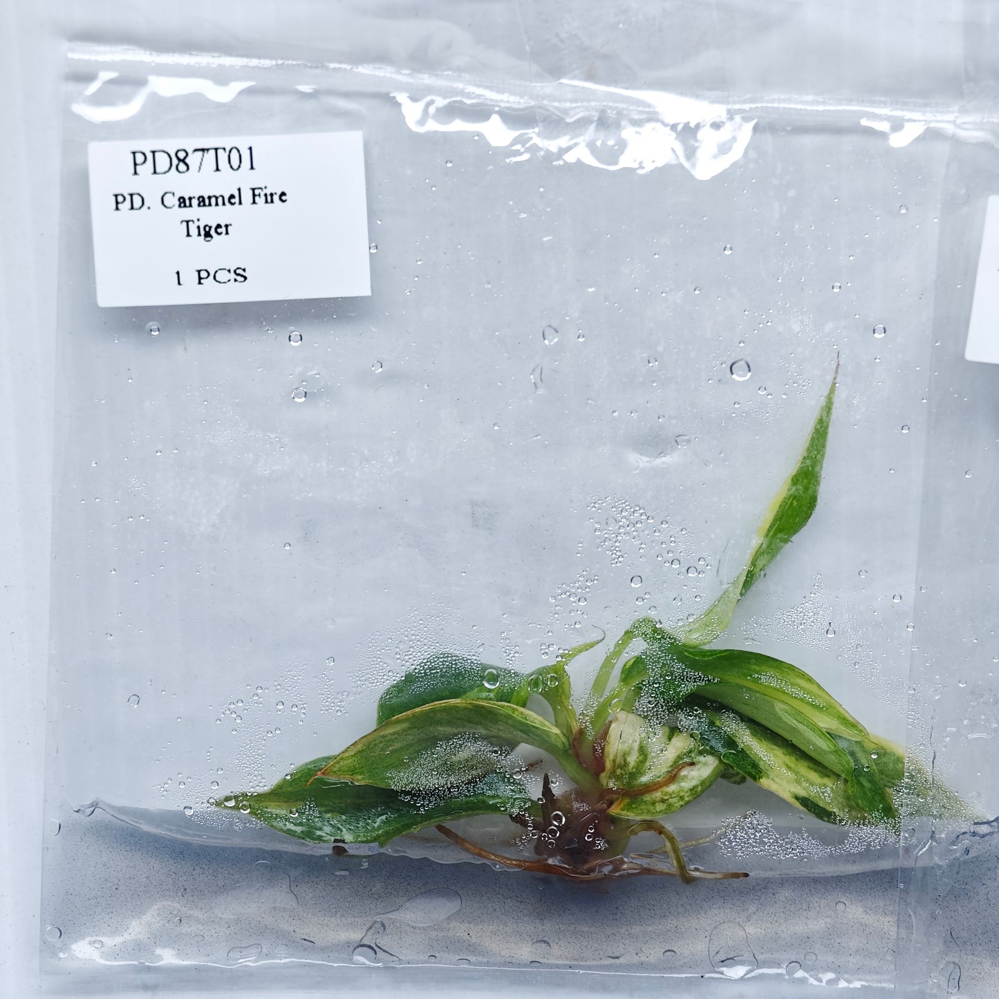 Philodendron Fire Tiger (1plant/bag) - Tissue culture