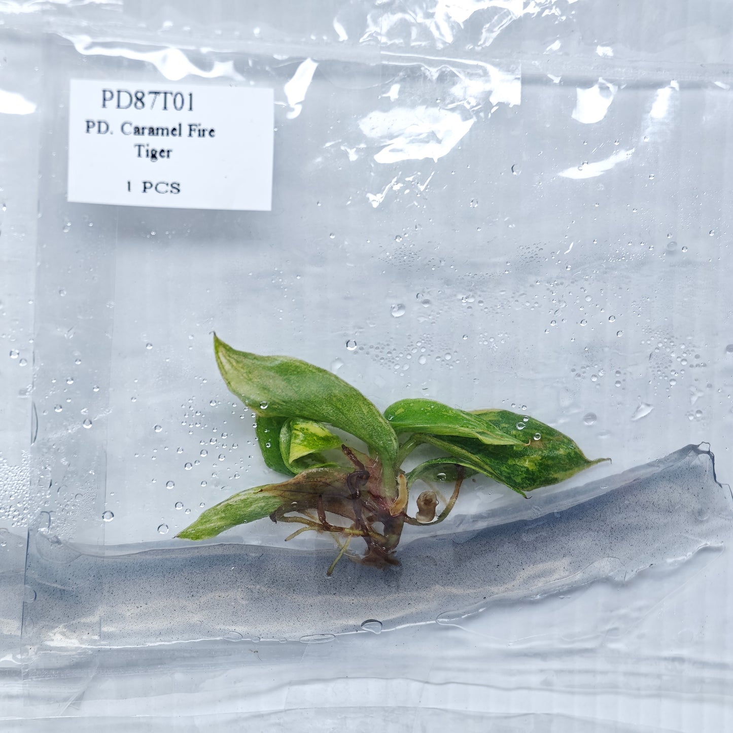 Philodendron Fire Tiger (1plant/bag) - Tissue culture