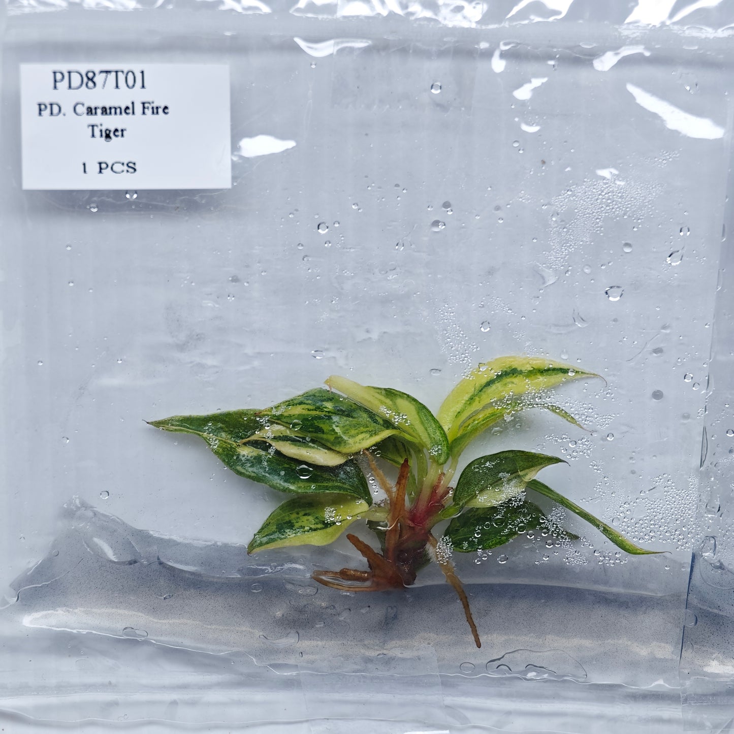 Philodendron Fire Tiger (1plant/bag) - Tissue culture