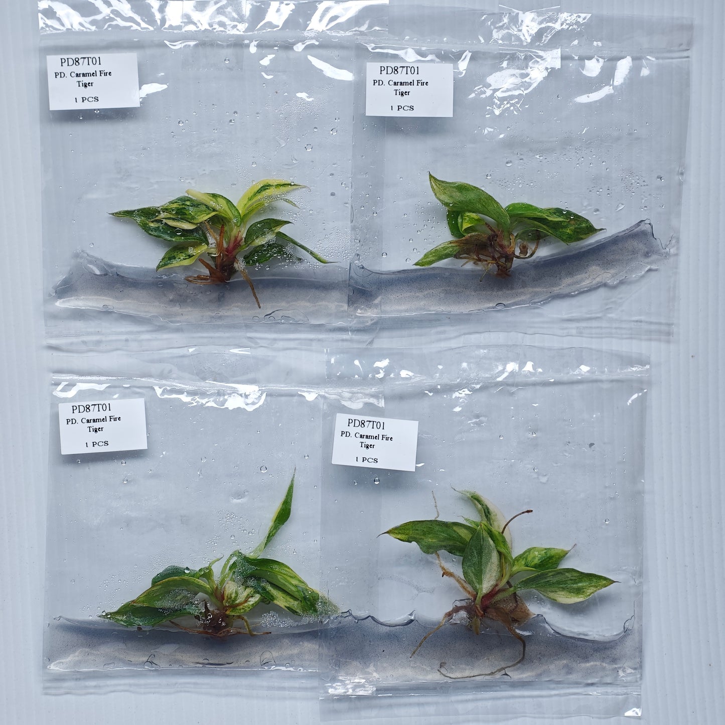 Philodendron Fire Tiger (1plant/bag) - Tissue culture