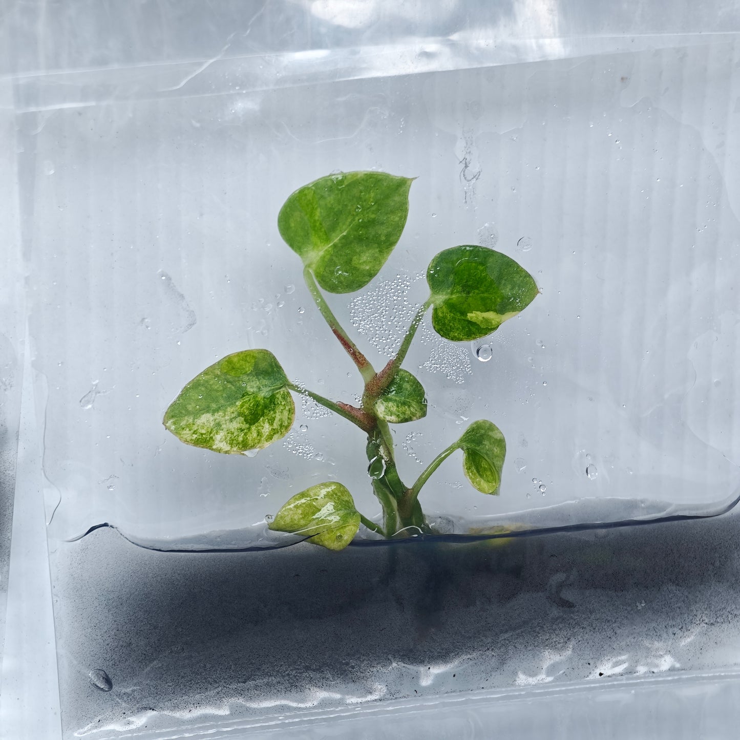 Anthurium papillilaminum x magnificum variegated (1plant/bag) - Tissue culture