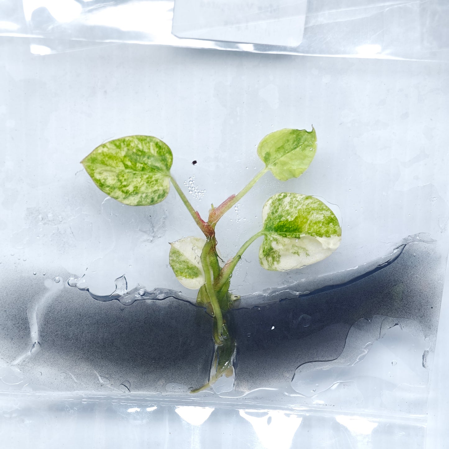 Anthurium papillilaminum x magnificum variegated (1plant/bag) - Tissue culture
