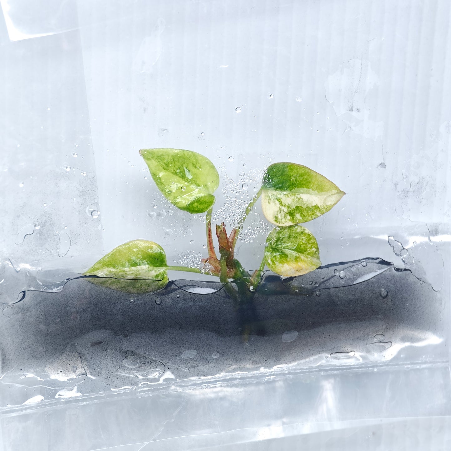 Anthurium papillilaminum x magnificum variegated (1plant/bag) - Tissue culture