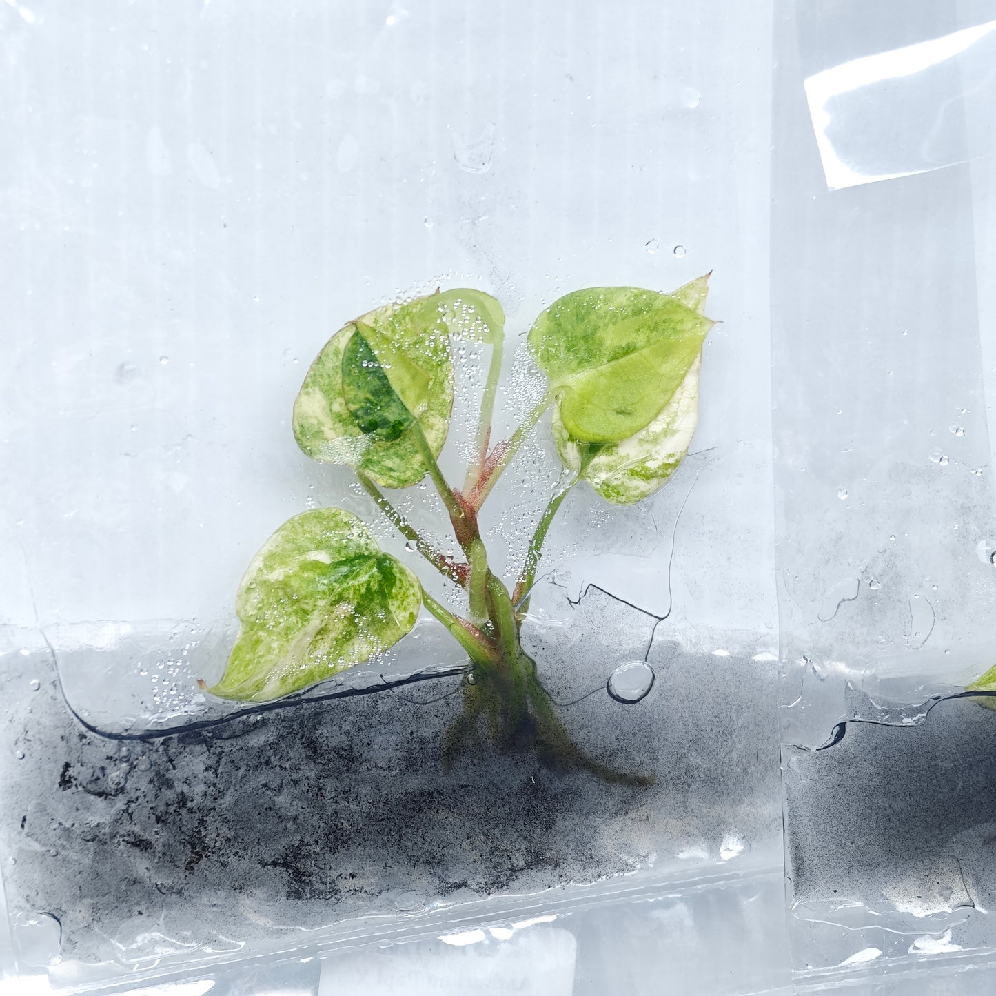 Anthurium papillilaminum x magnificum variegated (1plant/bag) - Tissue culture