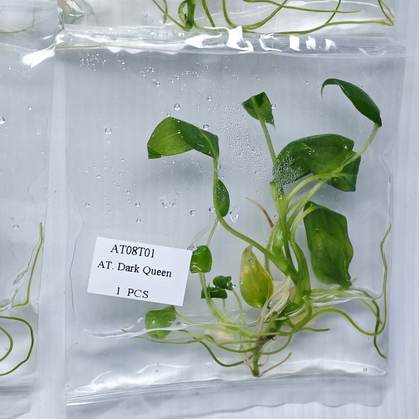 Anthurium warocqueanum Dark Form (1plant/bag) - Tissue culture