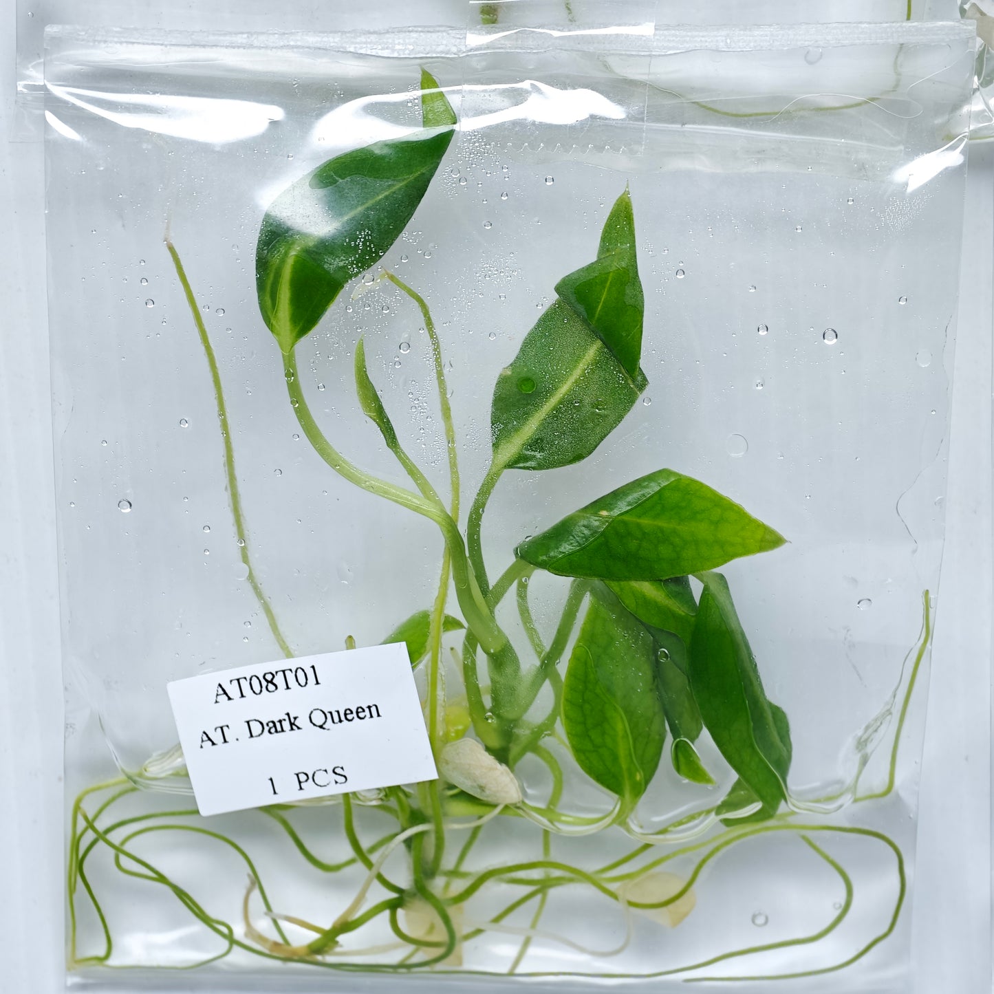 Anthurium warocqueanum Dark Form (1plant/bag) - Tissue culture