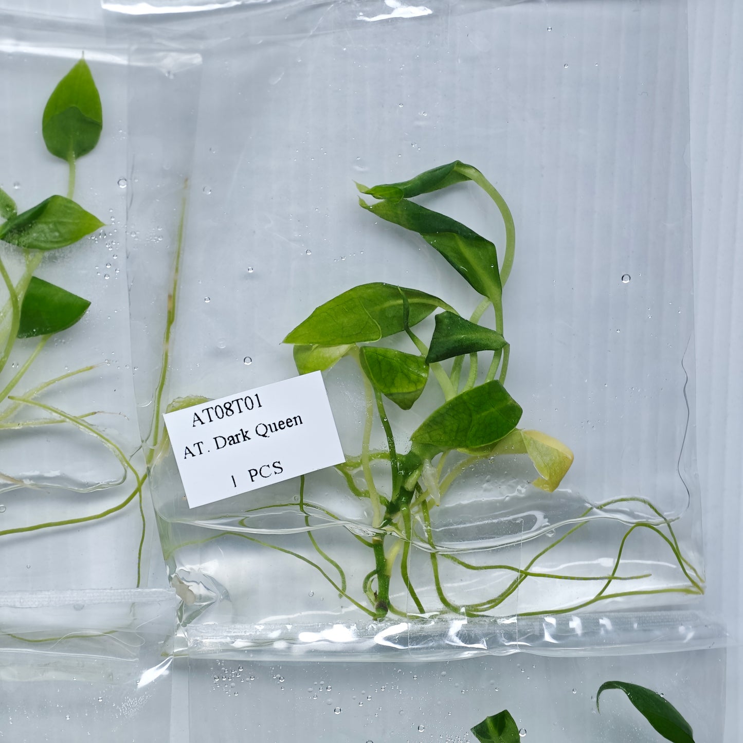 Anthurium warocqueanum Dark Form (1plant/bag) - Tissue culture