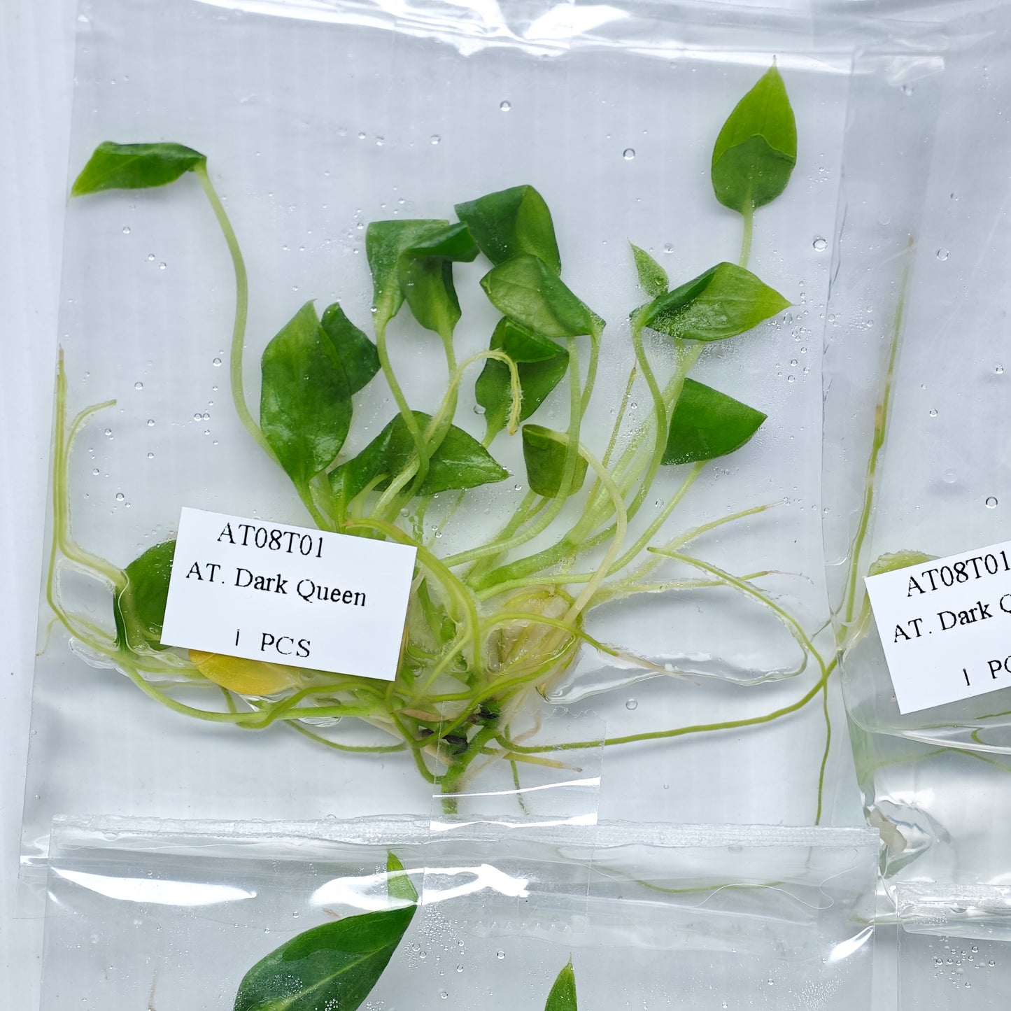 Anthurium warocqueanum Dark Form (1plant/bag) - Tissue culture