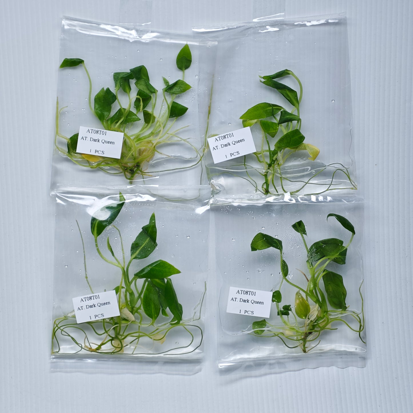 Anthurium warocqueanum Dark Form (1plant/bag) - Tissue culture
