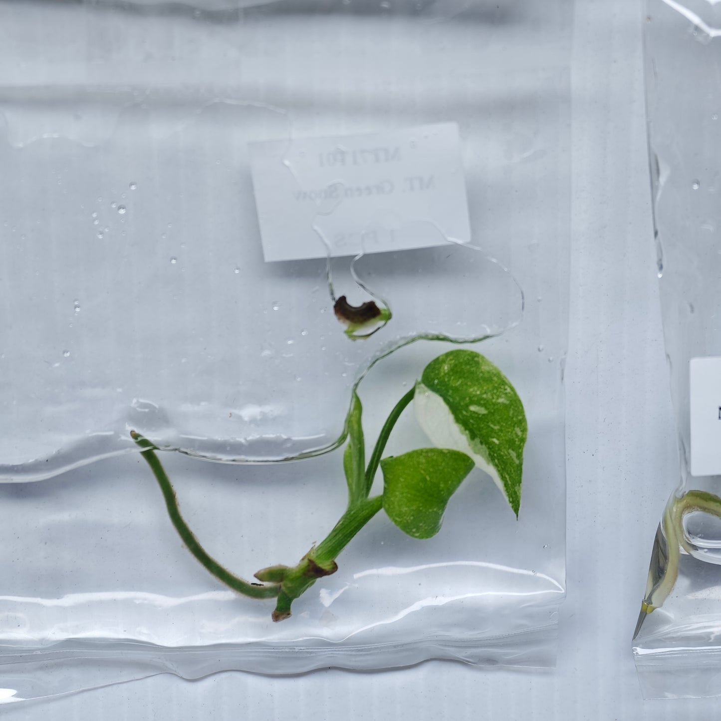 Monstera Green Snow (1plant/bag) - Tissue culture