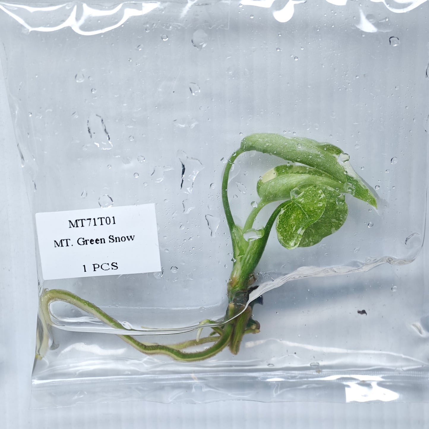 Monstera Green Snow (1plant/bag) - Tissue culture