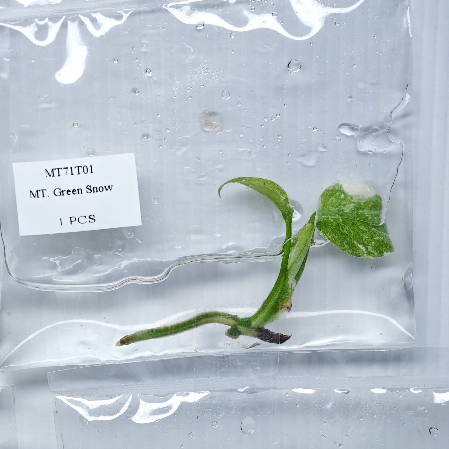 Monstera Green Snow (1plant/bag) - Tissue culture