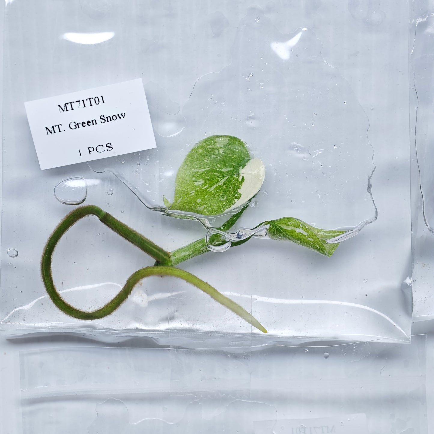 Monstera Green Snow (1plant/bag) - Tissue culture