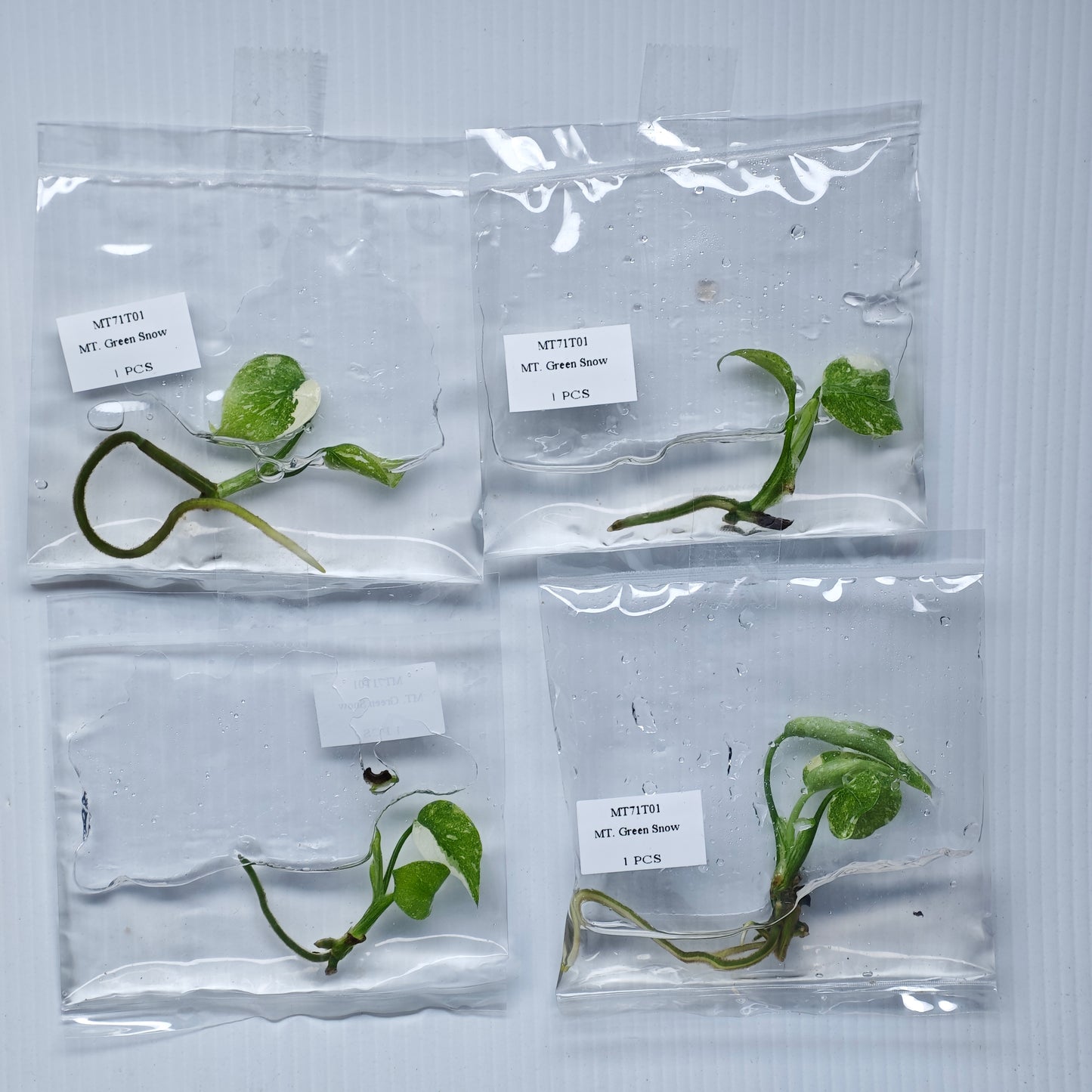 Monstera Green Snow (1plant/bag) - Tissue culture