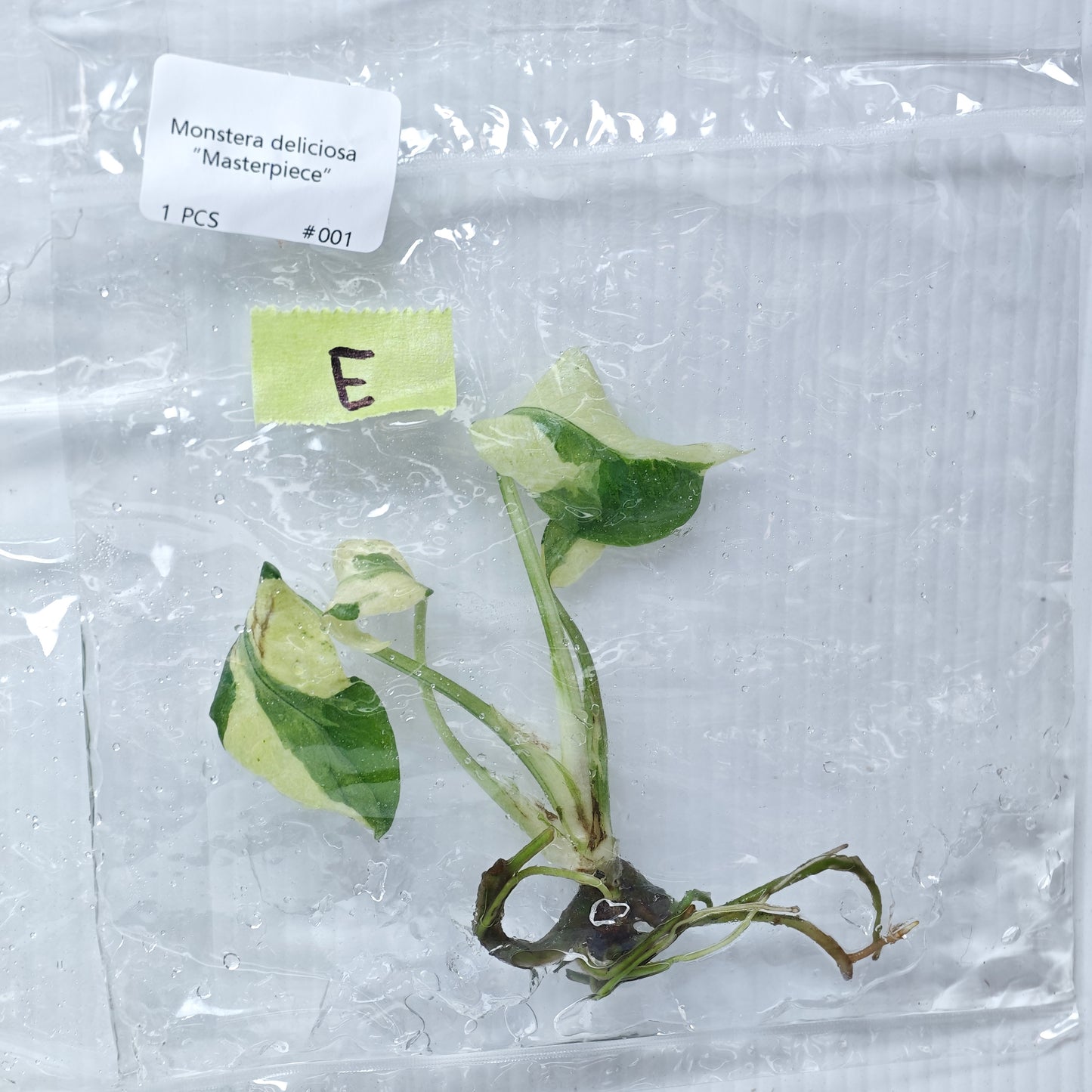 Monstera Masterpiece (1plant/bag) - Tissue culture