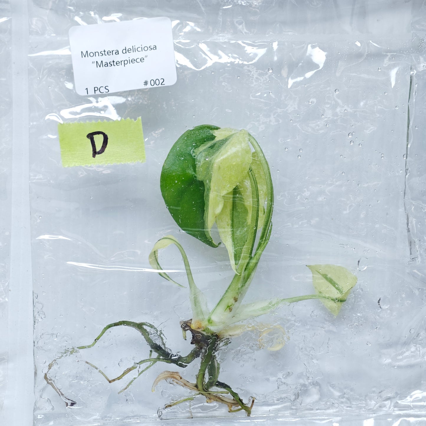 Monstera Masterpiece (1plant/bag) - Tissue culture
