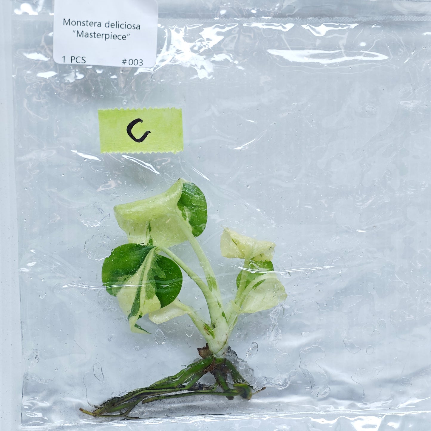 Monstera Masterpiece (1plant/bag) - Tissue culture