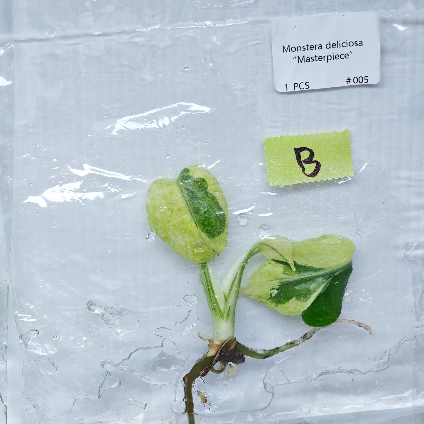 Monstera Masterpiece (1plant/bag) - Tissue culture