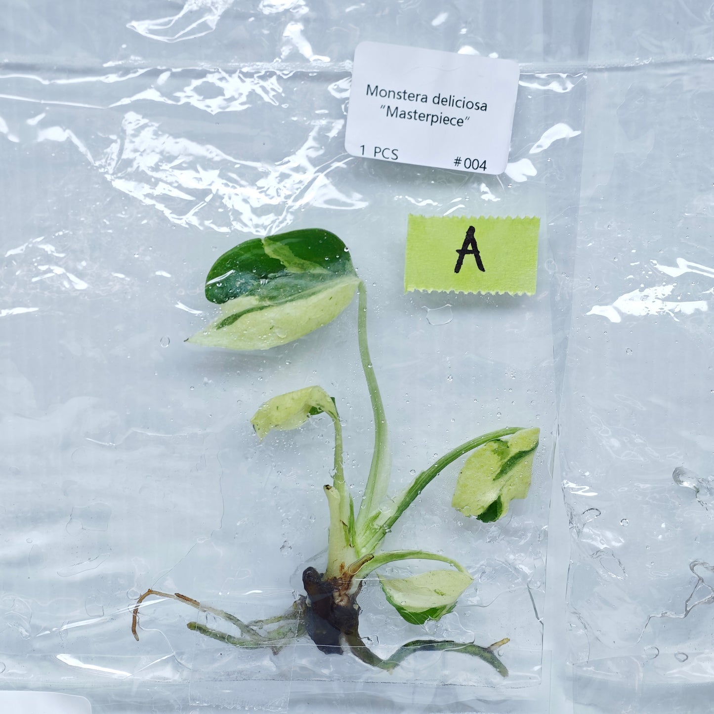 Monstera Masterpiece (1plant/bag) - Tissue culture