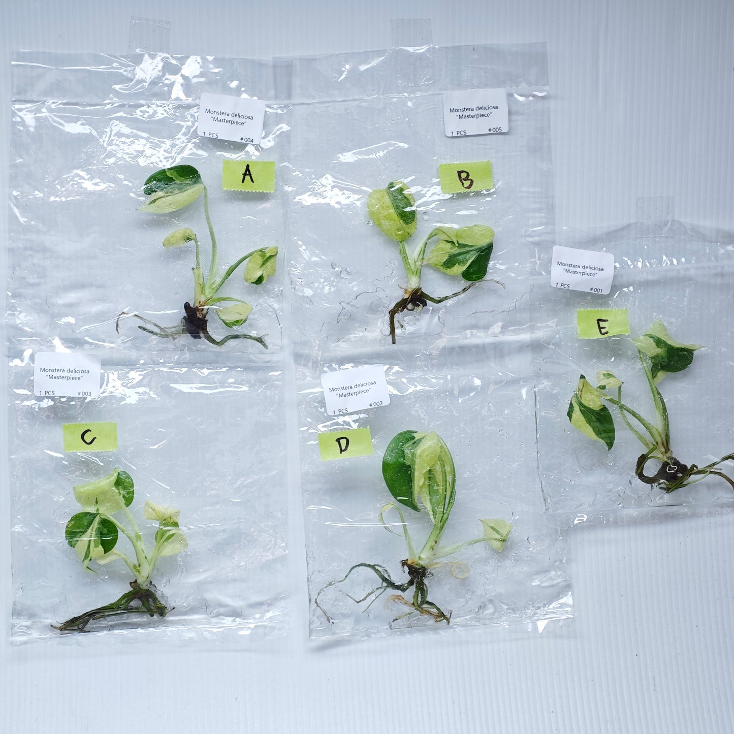 Monstera Masterpiece (1plant/bag) - Tissue culture