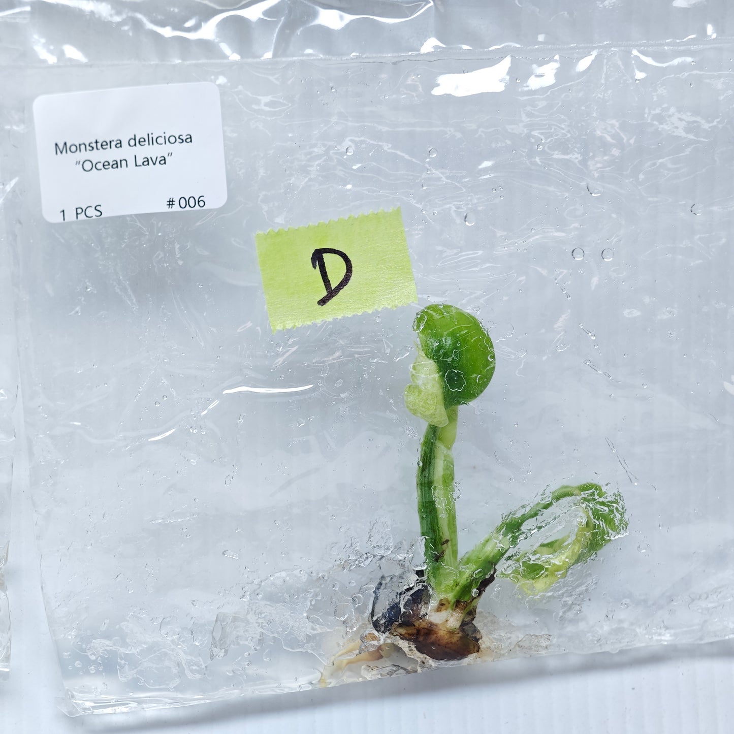 Monstera Ocean Lava (1plant/bag) - Tissue culture