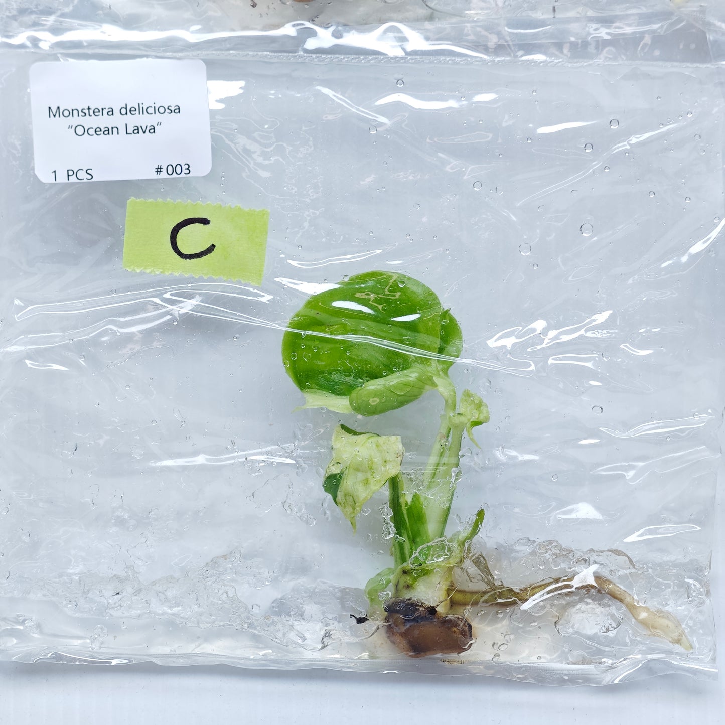 Monstera Ocean Lava (1plant/bag) - Tissue culture