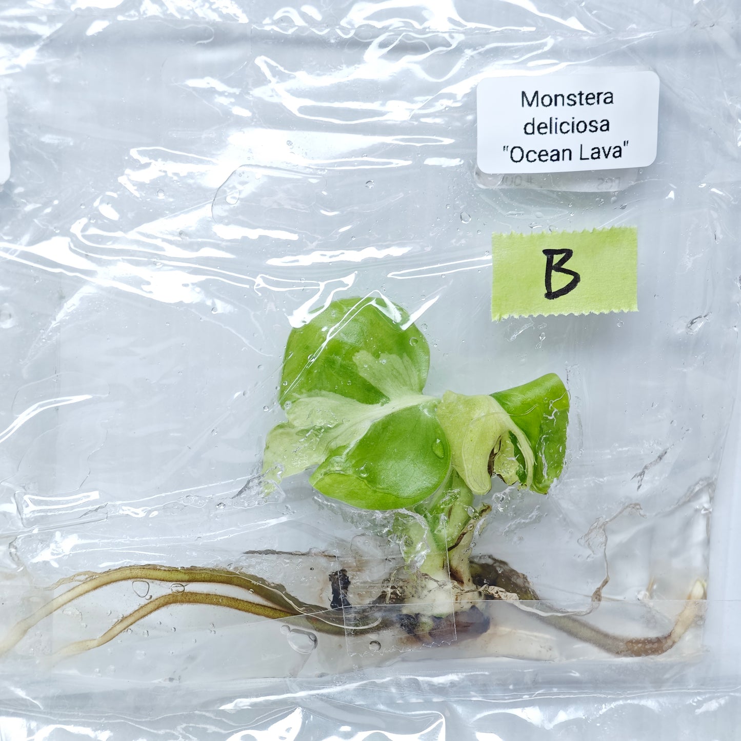 Monstera Ocean Lava (1plant/bag) - Tissue culture