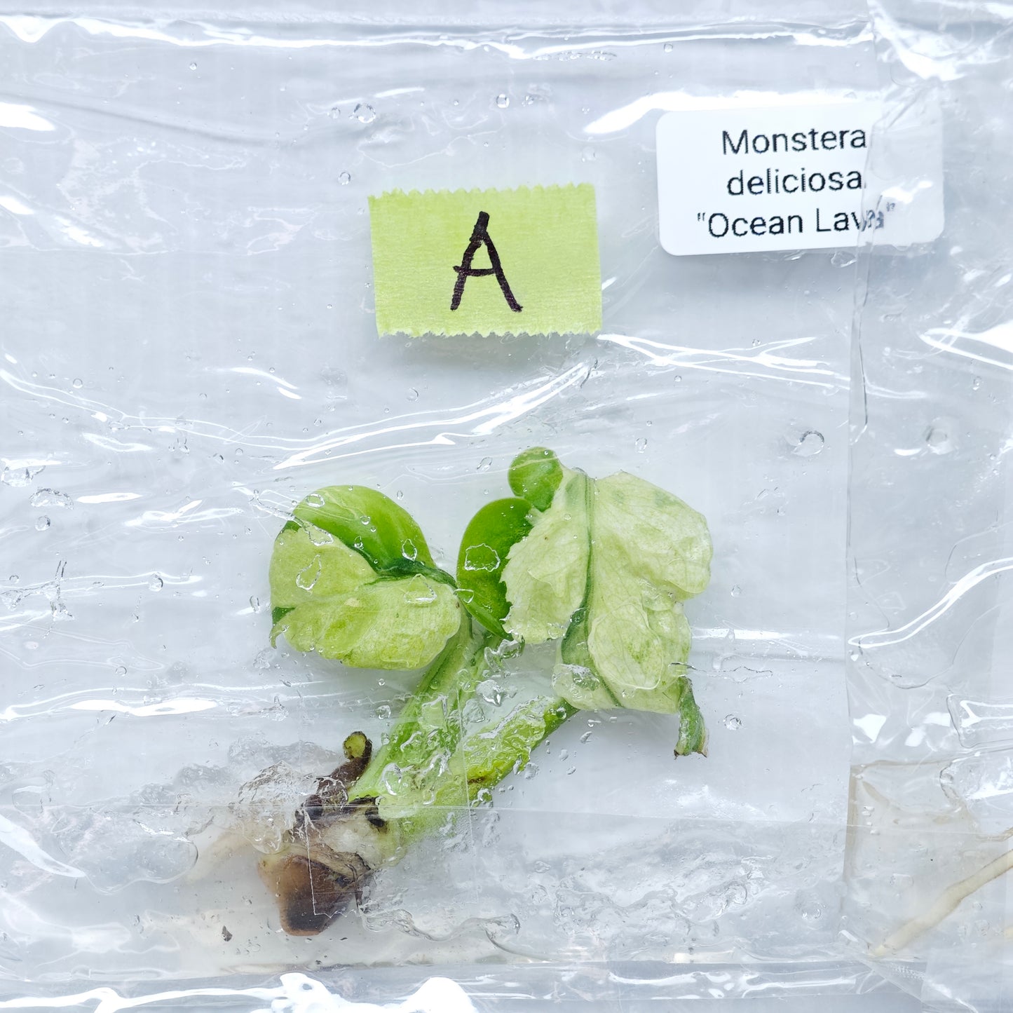 Monstera Ocean Lava (1plant/bag) - Tissue culture