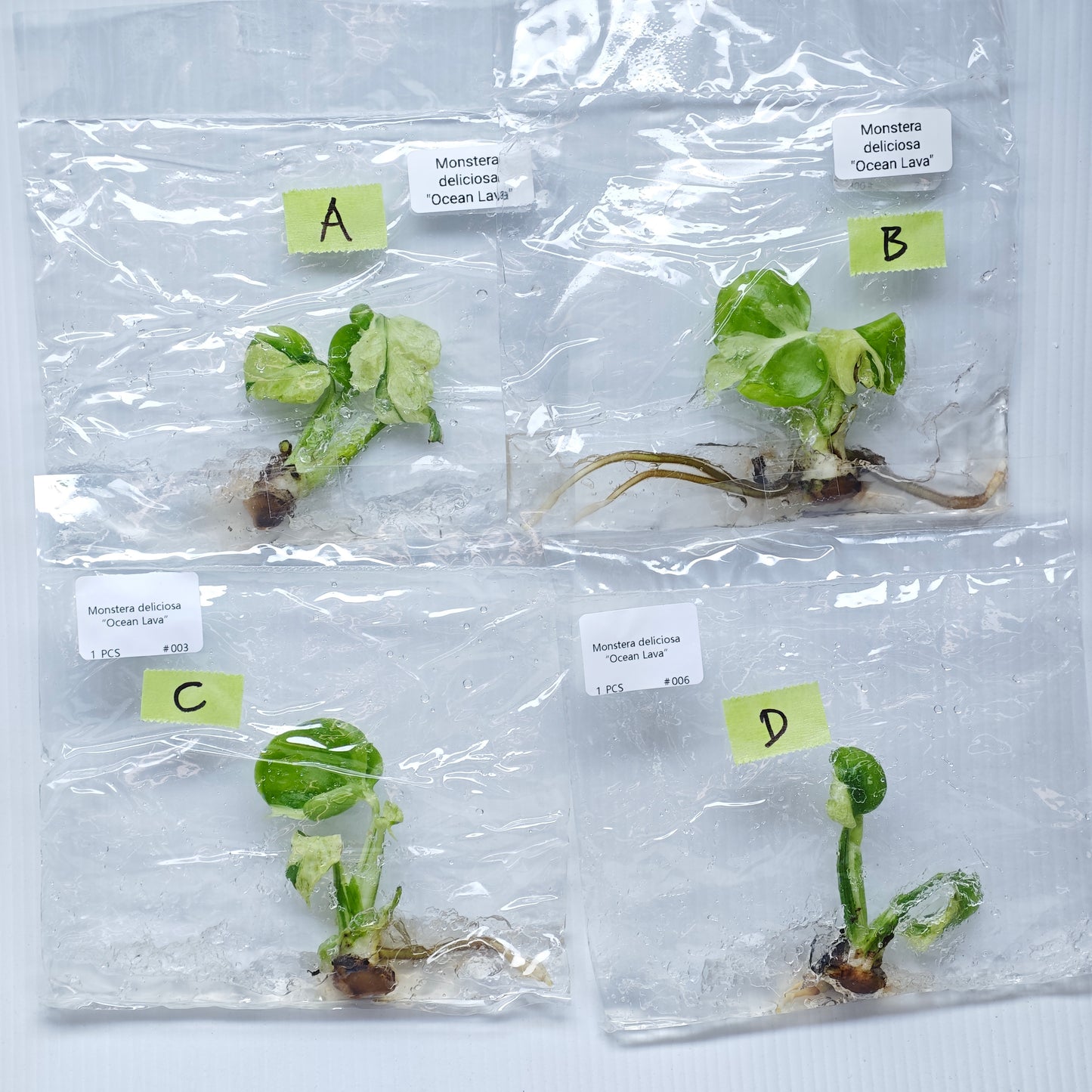 Monstera Ocean Lava (1plant/bag) - Tissue culture