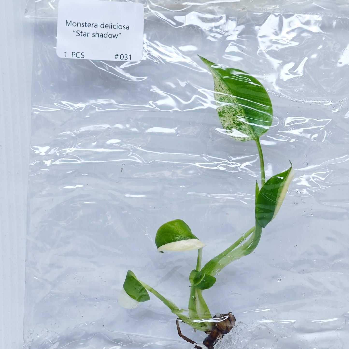 Monstera Star Shadow (1plant/bag) - Tissue culture