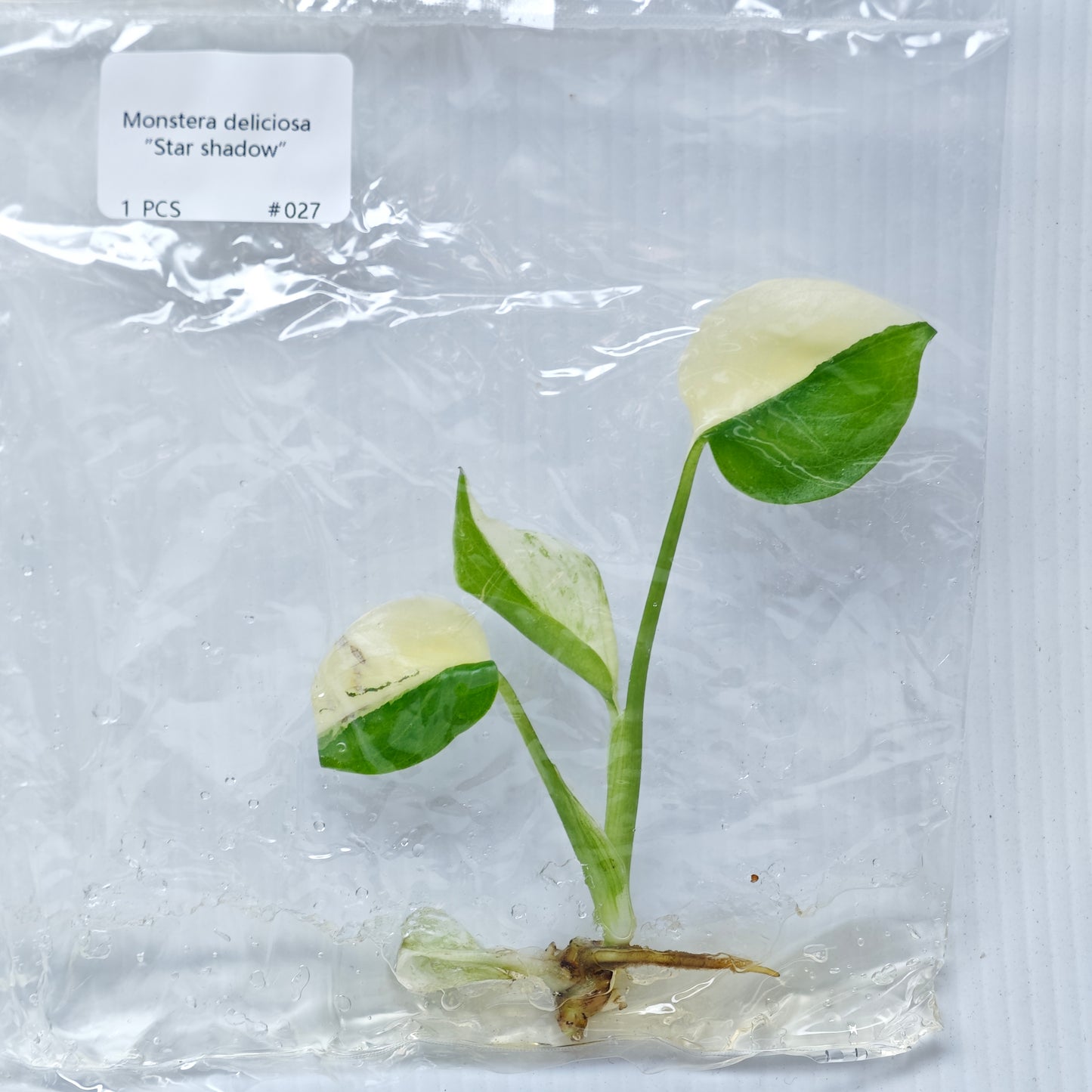 Monstera Star Shadow (1plant/bag) - Tissue culture