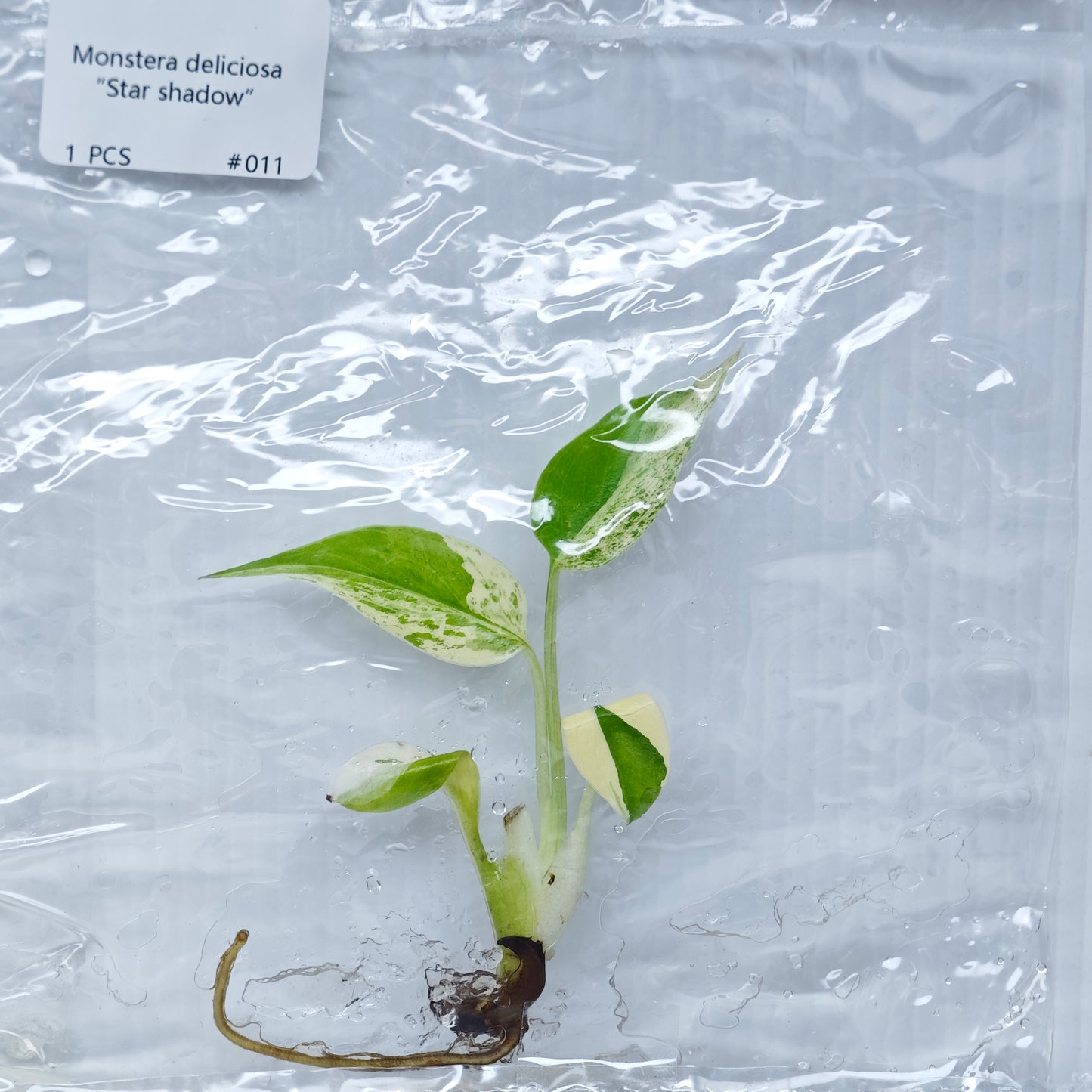Monstera Star Shadow (1plant/bag) - Tissue culture