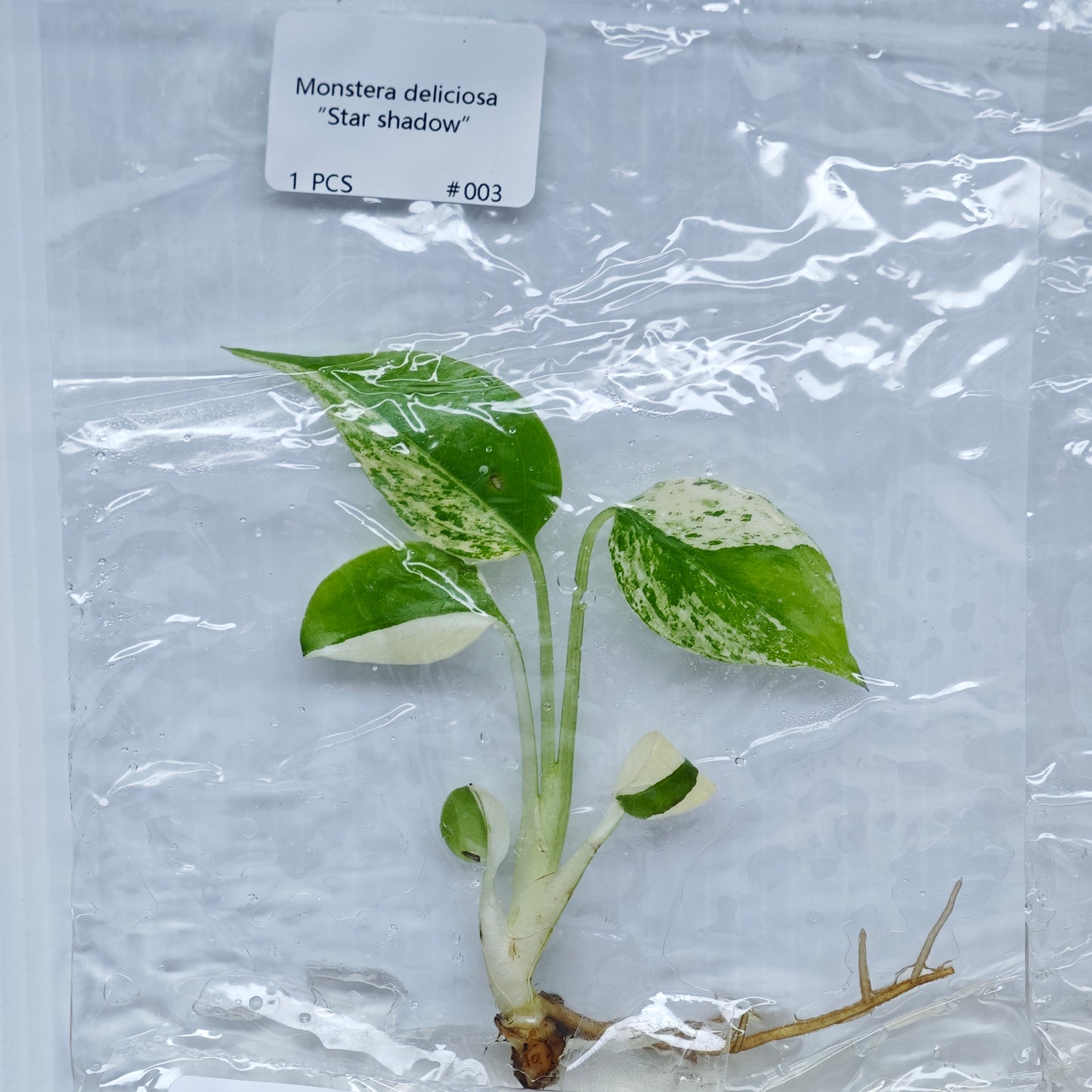 Monstera Star Shadow (1plant/bag) - Tissue culture