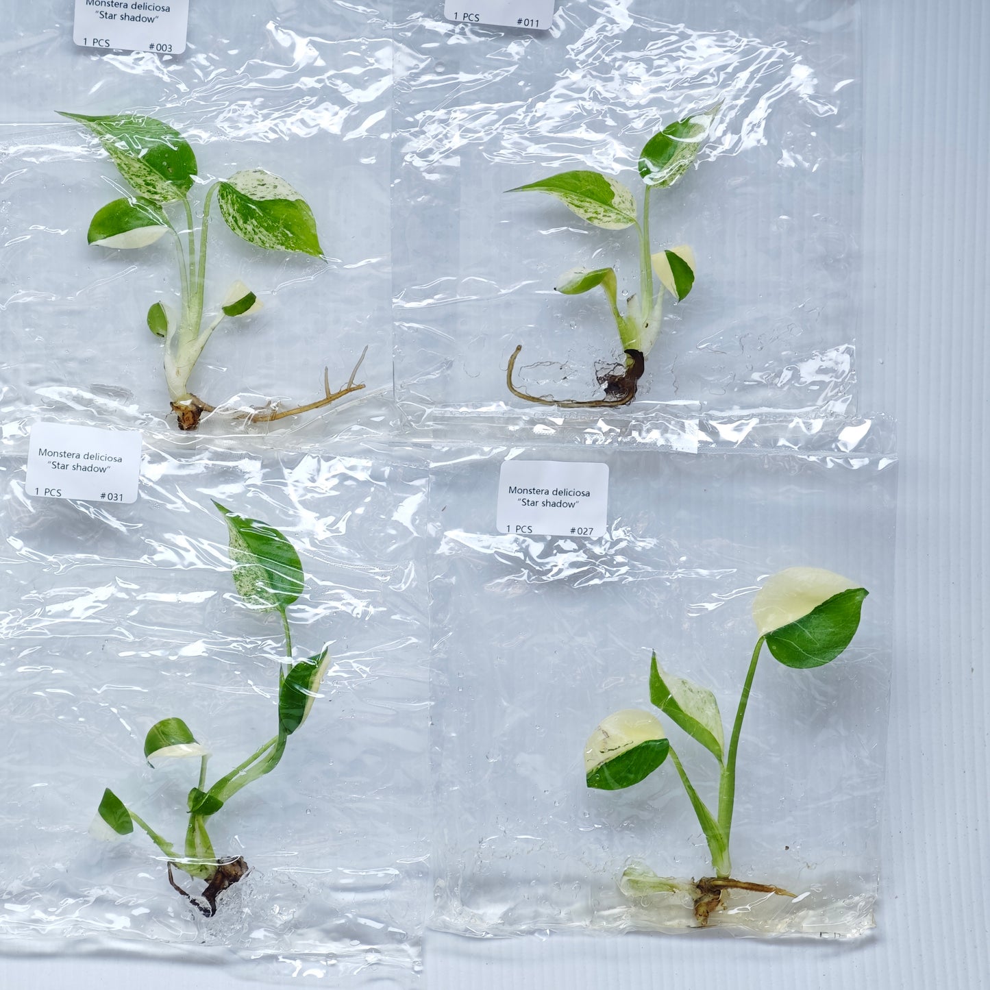 Monstera Star Shadow (1plant/bag) - Tissue culture