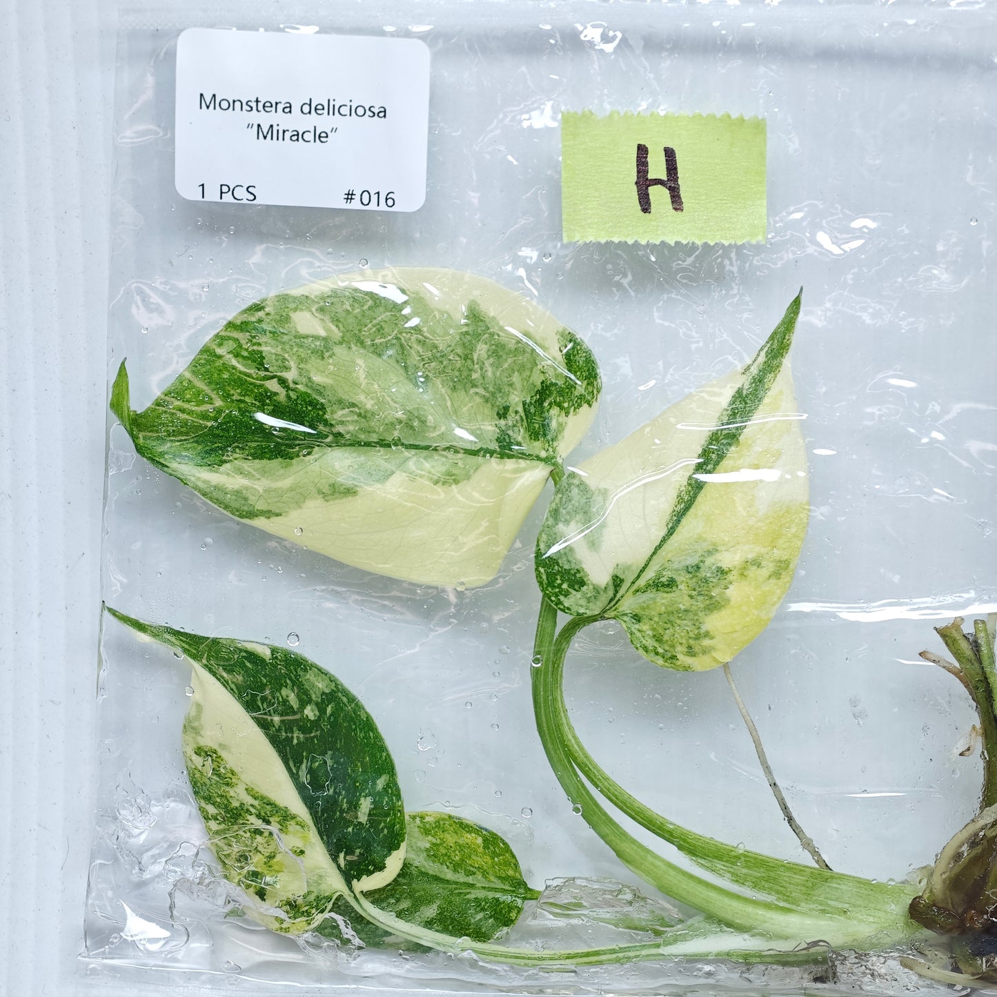 Monstera Miracle / Thai Cons Tricolour (1plant/bag) - Tissue culture