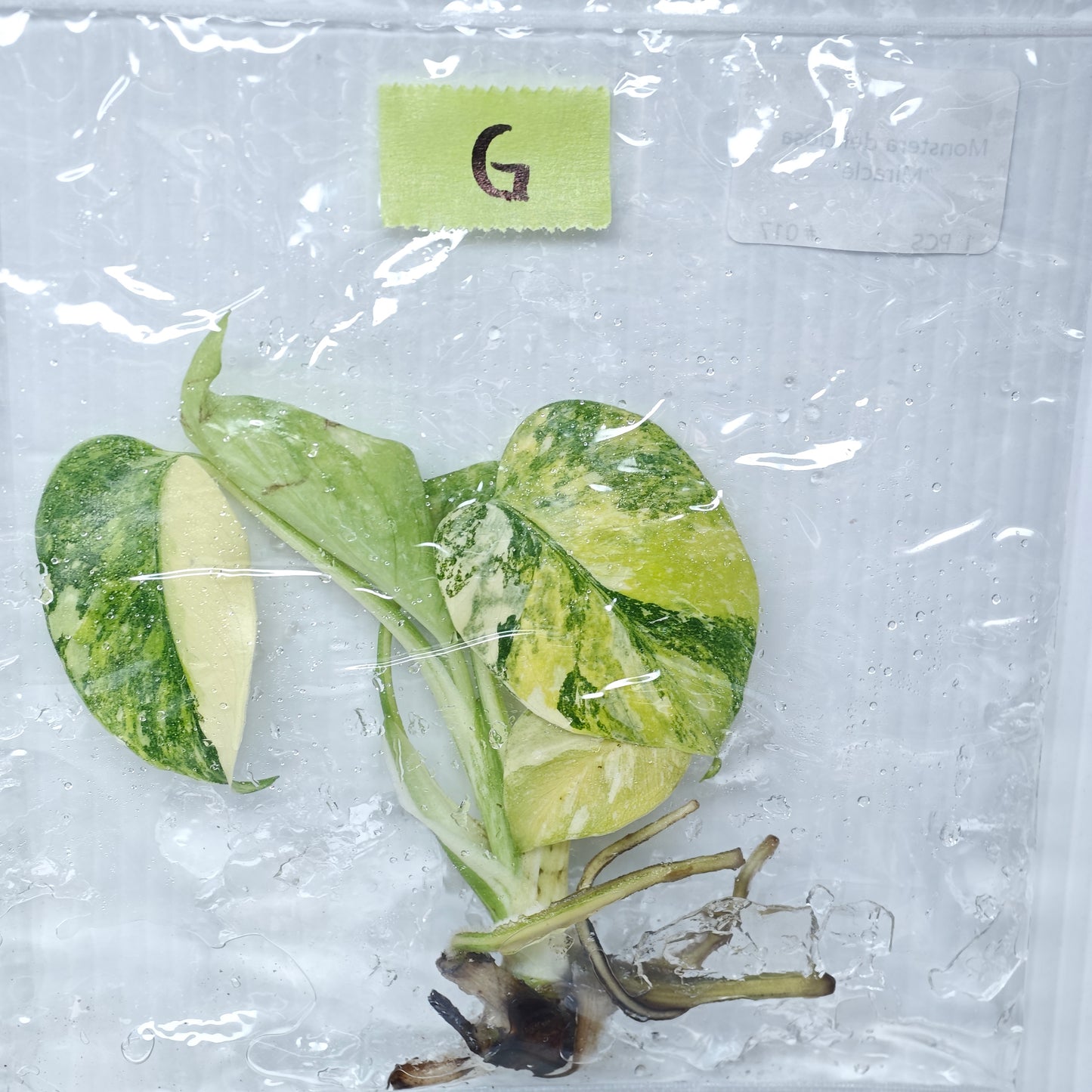 Monstera Miracle / Thai Cons Tricolour (1plant/bag) - Tissue culture