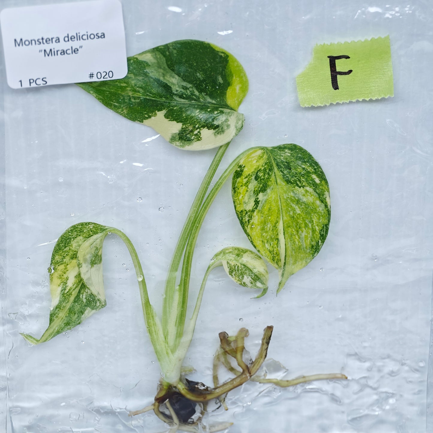 Monstera Miracle / Thai Cons Tricolour (1plant/bag) - Tissue culture