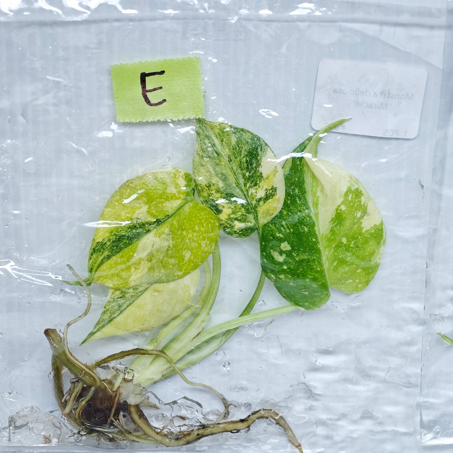 Monstera Miracle / Thai Cons Tricolour (1plant/bag) - Tissue culture
