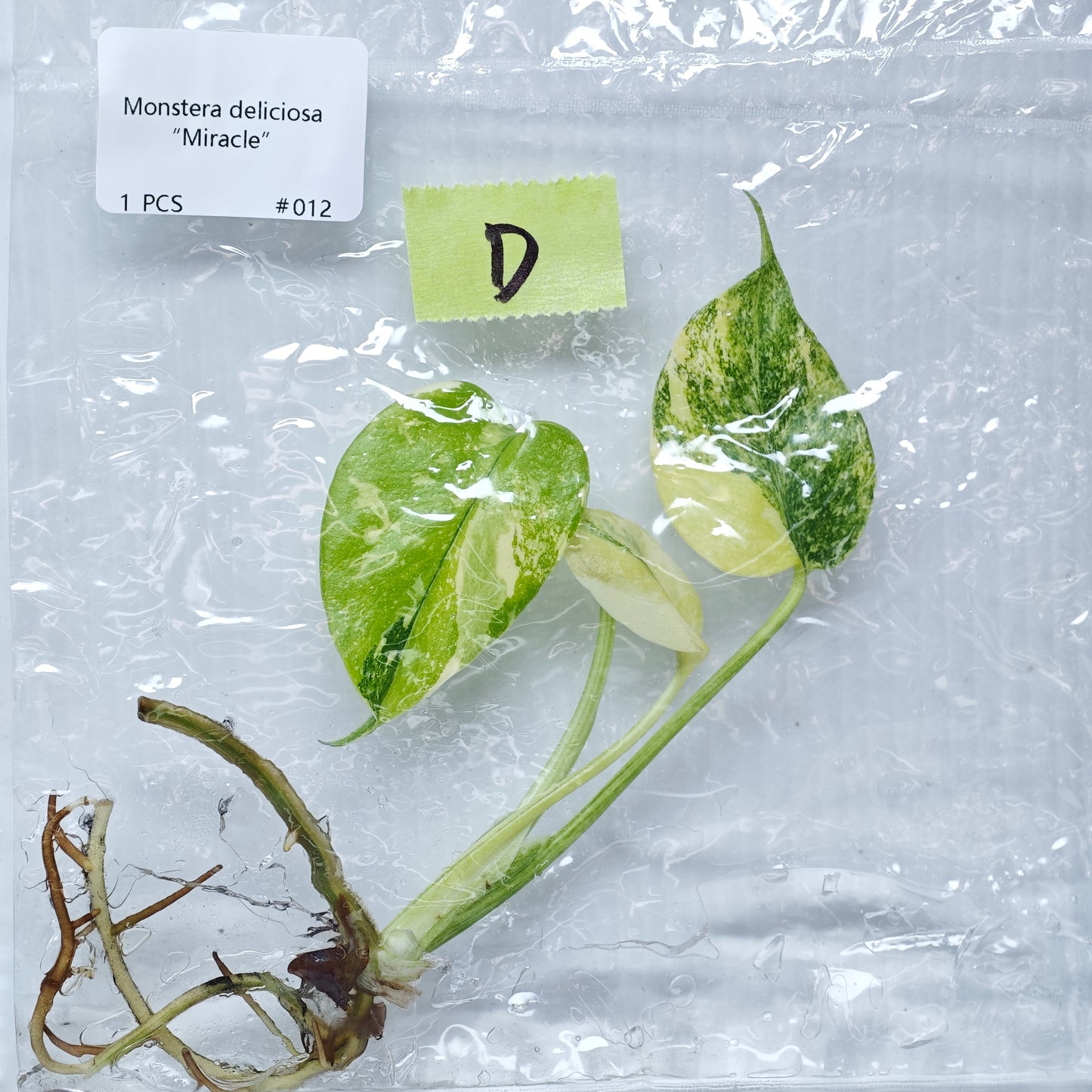 Monstera Miracle / Thai Cons Tricolour (1plant/bag) - Tissue culture