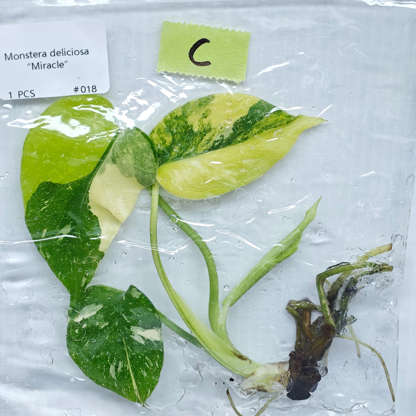 Monstera Miracle / Thai Cons Tricolour (1plant/bag) - Tissue culture