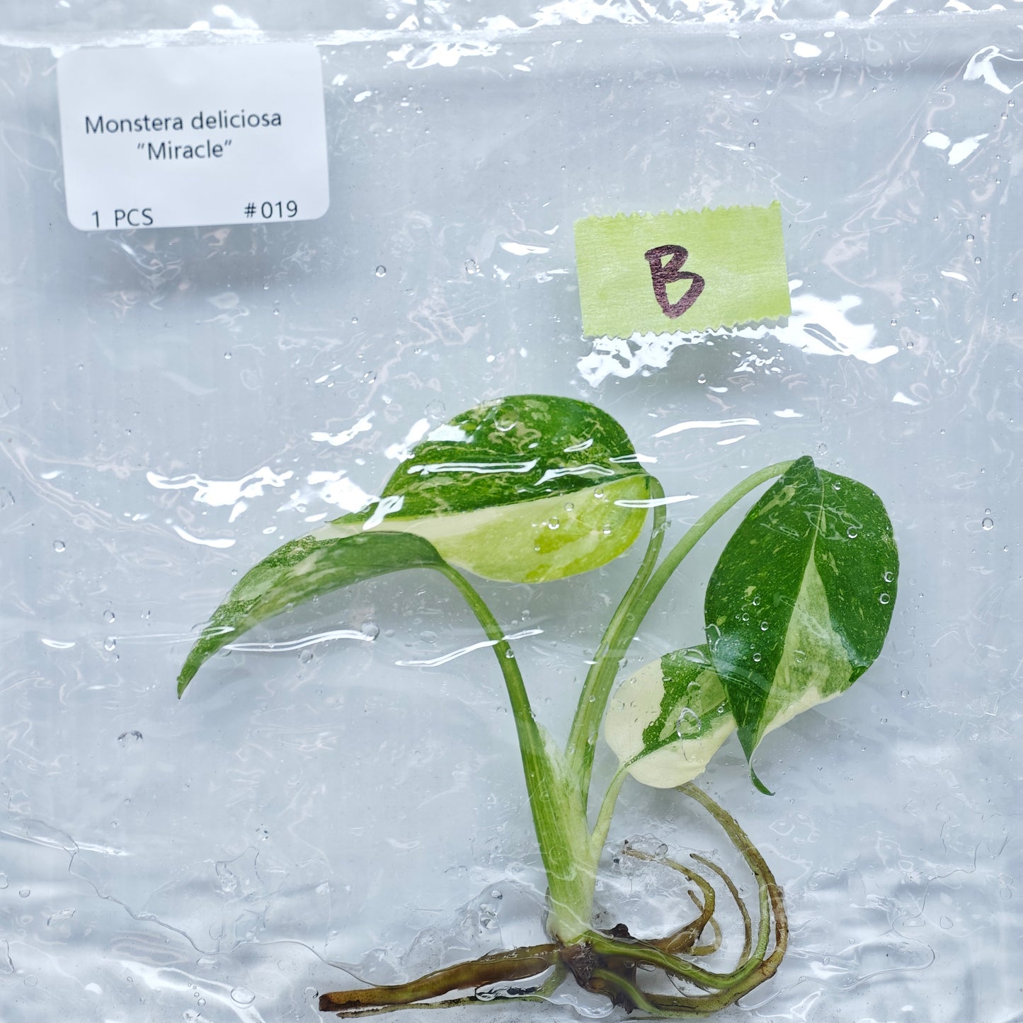 Monstera Miracle / Thai Cons Tricolour (1plant/bag) - Tissue culture
